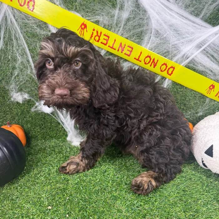 Male Cockapoo puppy named Turkey for sale at Puppy Dreams - Arlington.