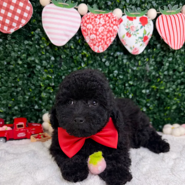 Male Mini Poodle puppy named Moose for sale at Puppy Dreams - Garland.