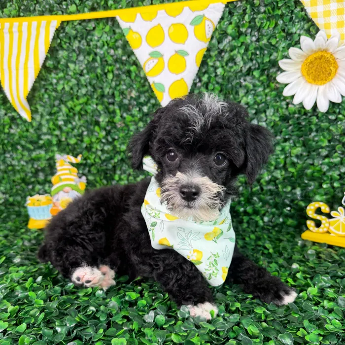 Male Toy Poodle puppy named Rocky for sale at Puppy Dreams - North Richland Hills.