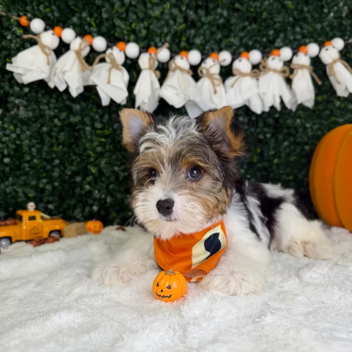 Male Parti Yorkie puppy named Bluey for sale at Puppy Dreams - Garland.