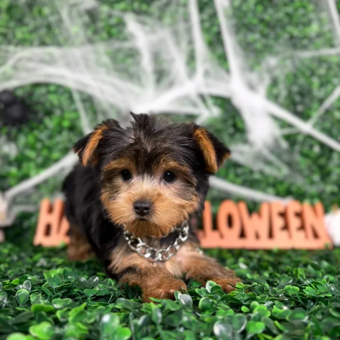 Male Yorkie puppy named Prince for sale at Puppy Dreams - North Richland Hills.