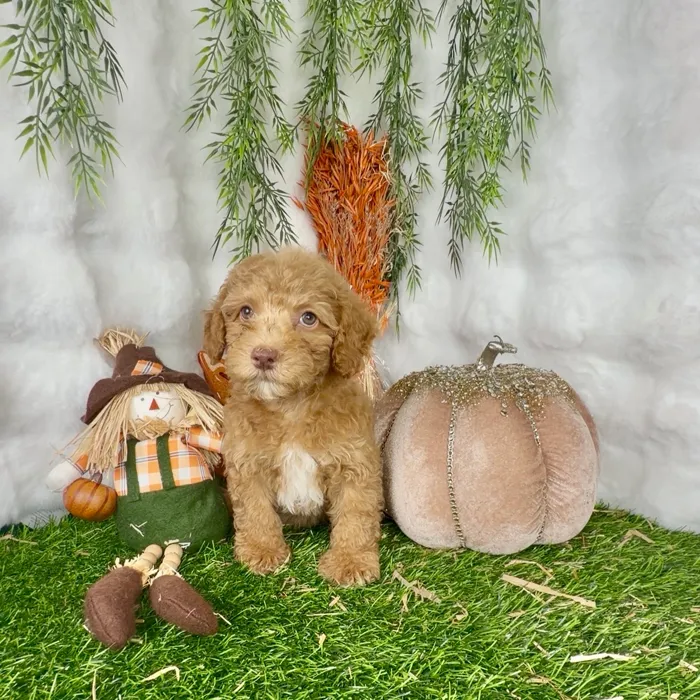 Female Mini Poodle puppy named Ruby for sale at Puppy Dreams - Denton.