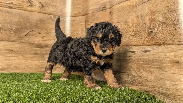 Female Bernedoodle puppy named Sage for sale at Puppy Dreams - Garland.