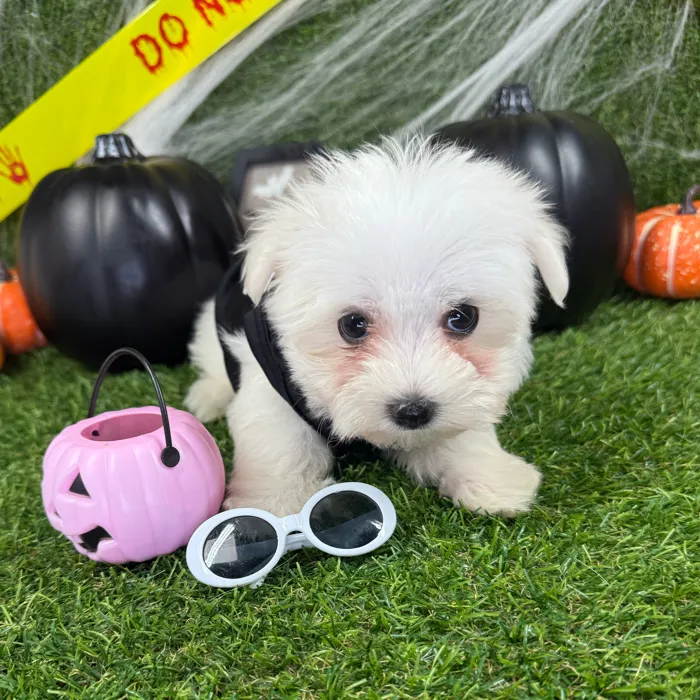 Male Maltese puppy named Casper for sale at Puppy Dreams - Arlington.