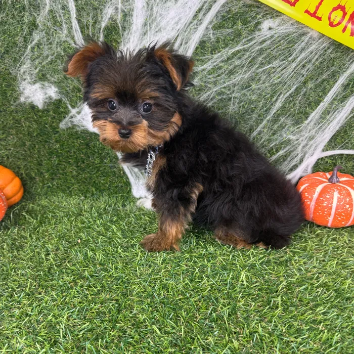 Male Yorkie puppy named Kai for sale at Puppy Dreams - Arlington.
