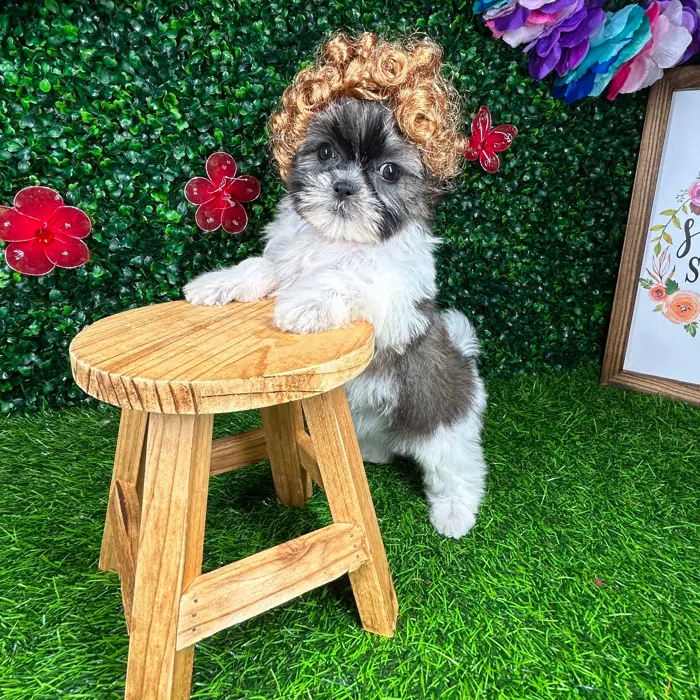Female Teddy Bear puppy named *Margaret* for sale at Puppy Dreams - Mansfield.