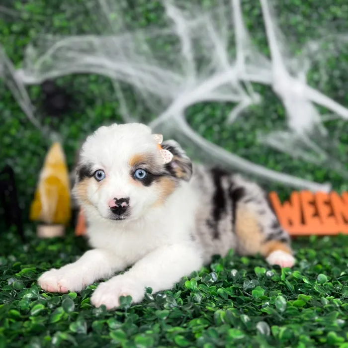 Female Mini Aussie puppy named Pepper for sale at Puppy Dreams - North Richland Hills.