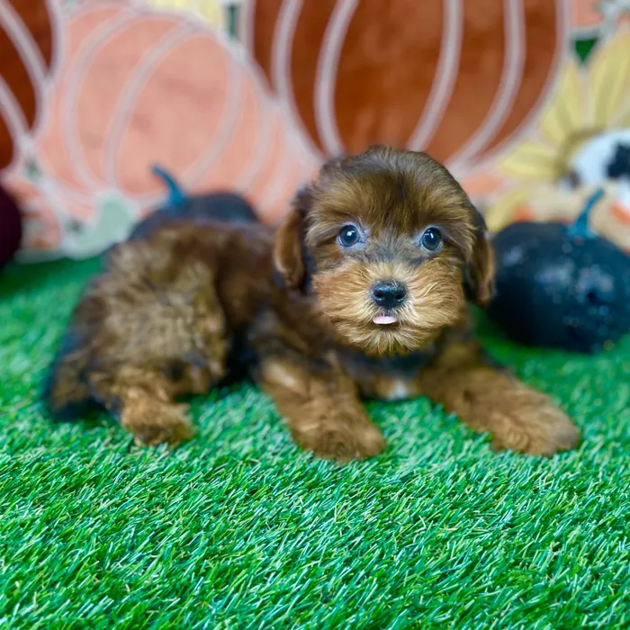Male Shorkie puppy named Spike for sale at Puppy Dreams - Carrollton.