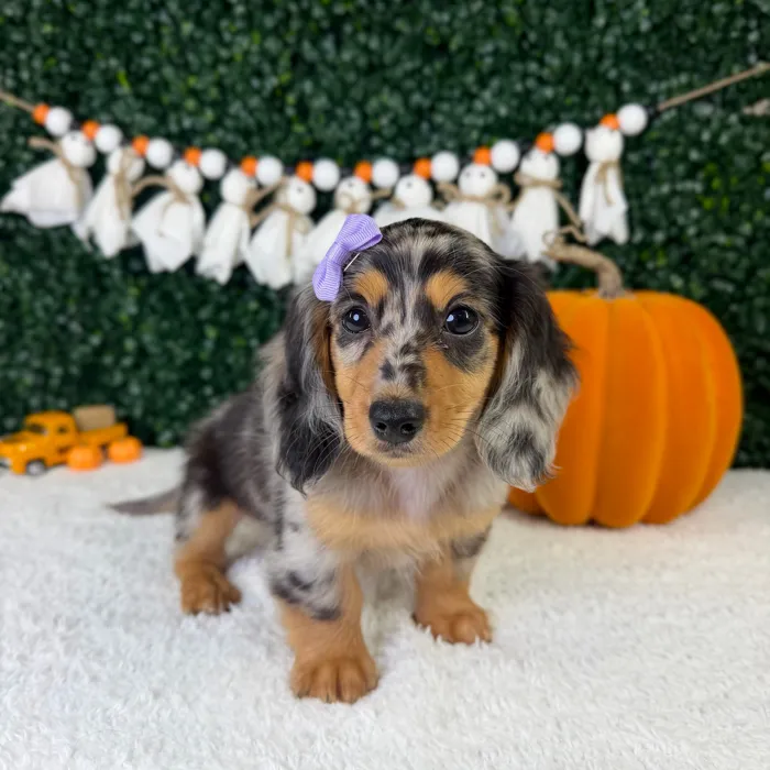 Female Dachshund puppy named Daisie for sale at Puppy Dreams - Garland.