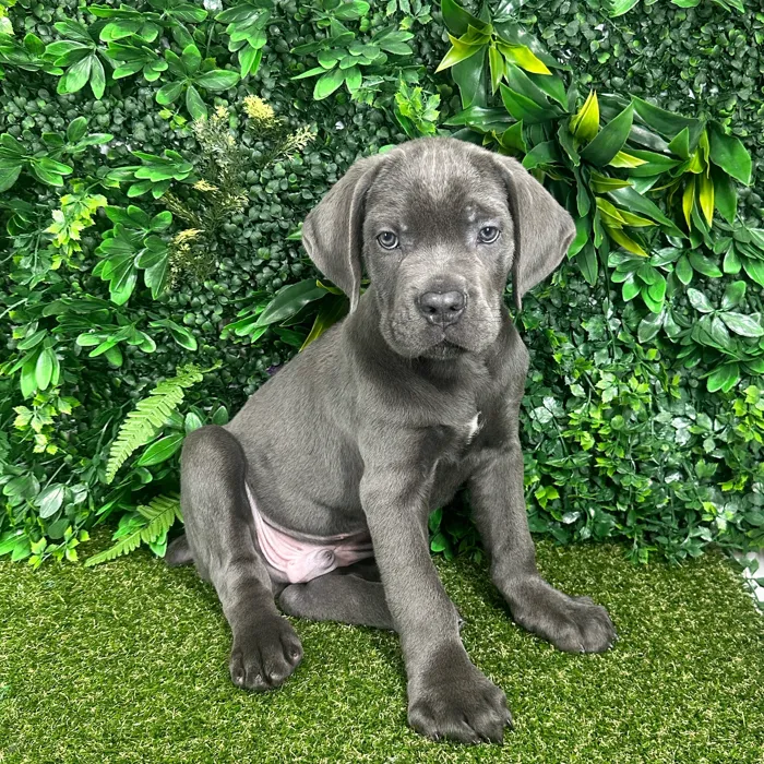 Male Cane Corso puppy named Atlas for sale at Puppy Dreams - Parks Mall.