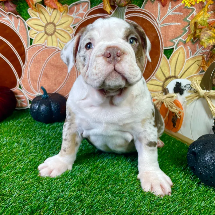 Female English Bulldog puppy named Sadie for sale at Puppy Dreams - Carrollton.