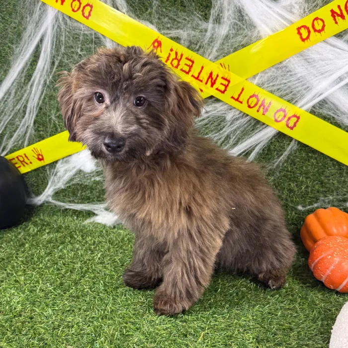 Male Havapoo puppy named Toffee for sale at Puppy Dreams - Arlington.