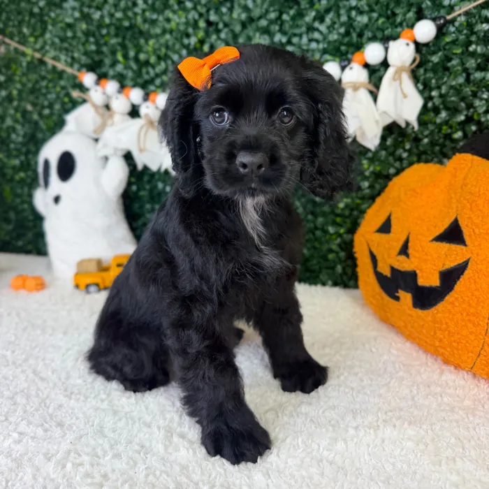 Female Cocker Spaniel puppy named Aurora for sale at Puppy Dreams - Garland.