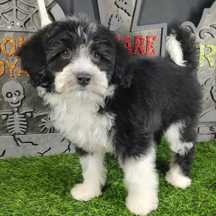 Female Bernedoodle puppy named Annabelle for sale at Puppy Dreams - Mansfield.