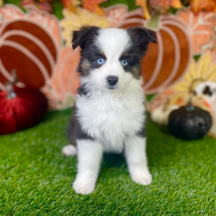 Male Mini Aussie puppy named River for sale at Puppy Dreams - Carrollton.