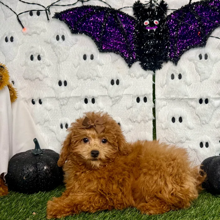 Female Mini Poodle puppy named Cinnamon for sale at Puppy Dreams - Carrollton.