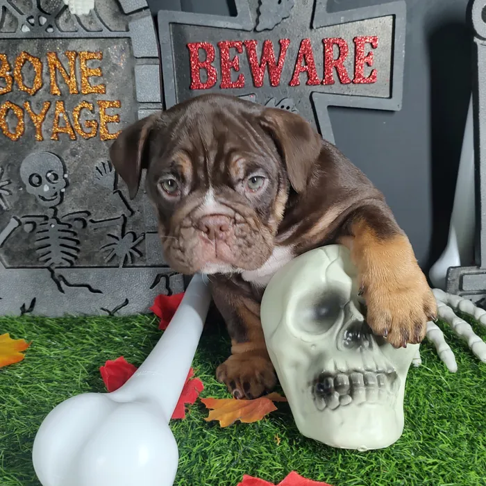 Female English Bulldog puppy named *Aretha* for sale at Puppy Dreams - Mansfield.