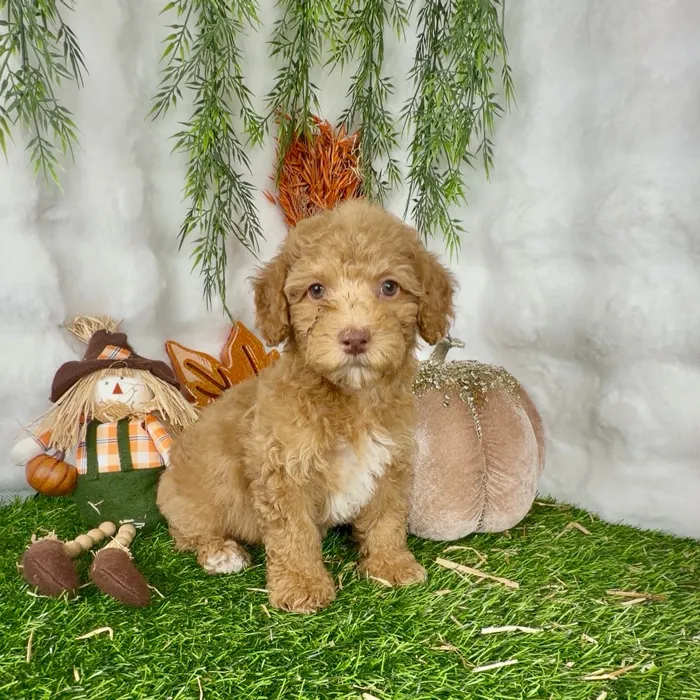 Female Mini Poodle puppy named Ruby for sale at Puppy Dreams - Denton.