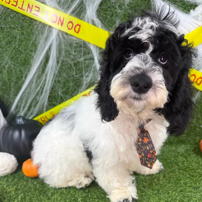 Male Cockapoo puppy named Pumpkin for sale at Puppy Dreams - Arlington.