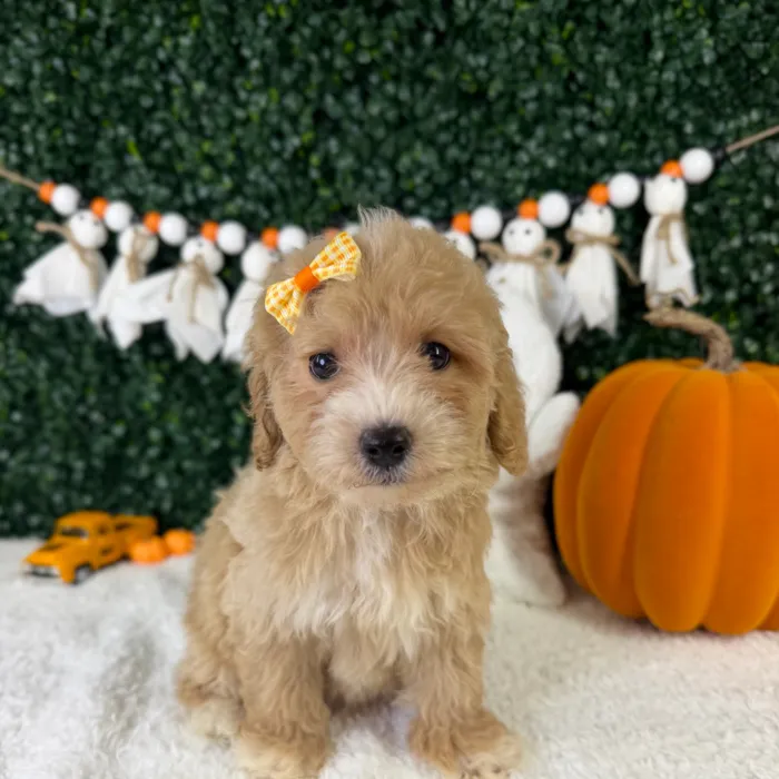 Female Bichon-Poodle puppy named Zuri for sale at Puppy Dreams - Garland.