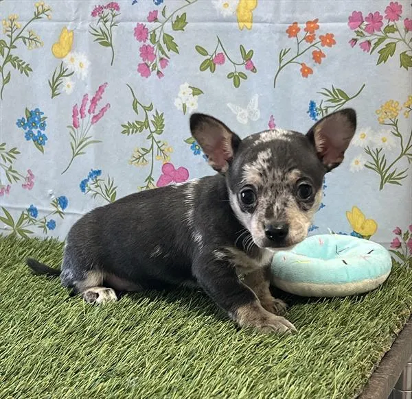 Male Chihuahua puppy for sale at Puppy Dreams - Denton.