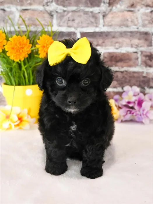 Female Cockapoo puppy named Lisa for sale at Puppy Dreams - Parks Mall.