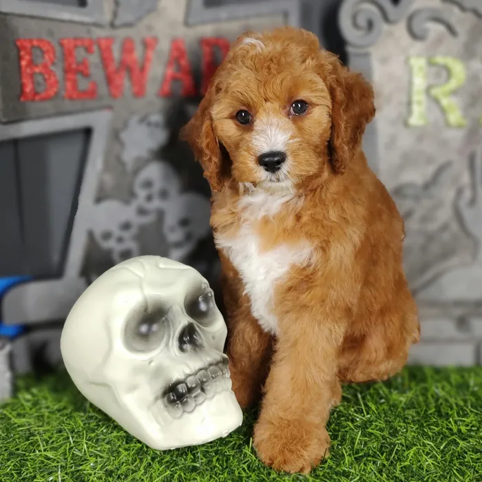 Male Cavapoo puppy named *Louis* for sale at Puppy Dreams - Mansfield.