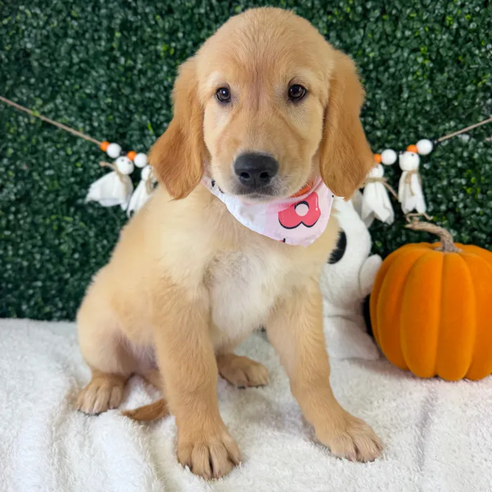 Female Golden Retriever puppy named Bambi for sale at Puppy Dreams - Garland.