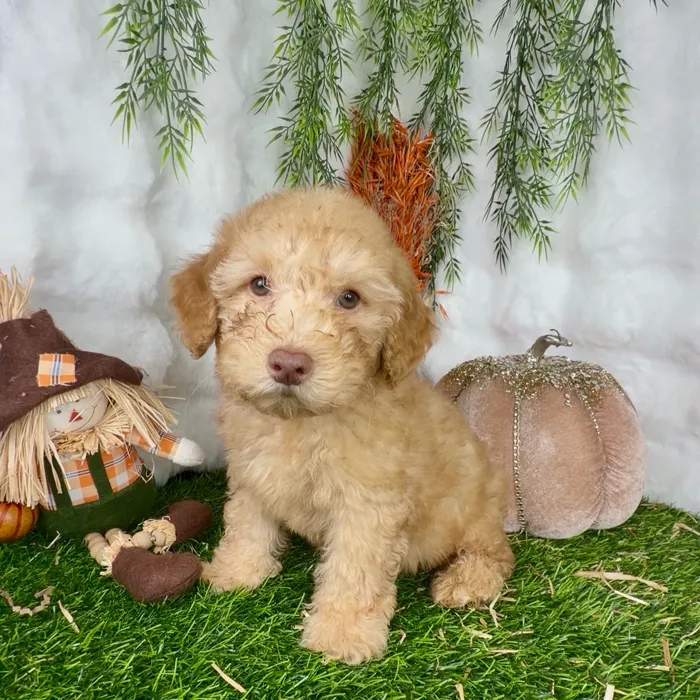 Male Mini Poodle puppy named Max for sale at Puppy Dreams - Denton.