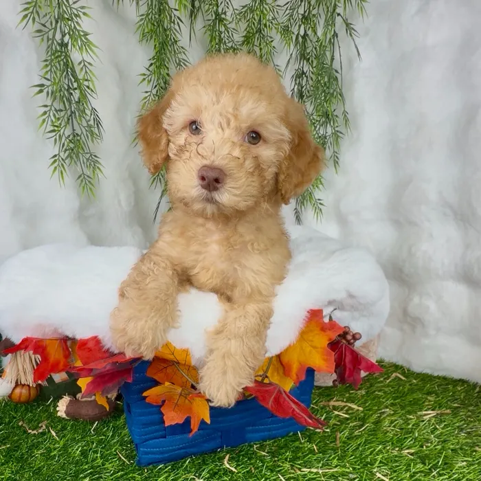 Male Mini Poodle puppy named Max for sale at Puppy Dreams - Denton.