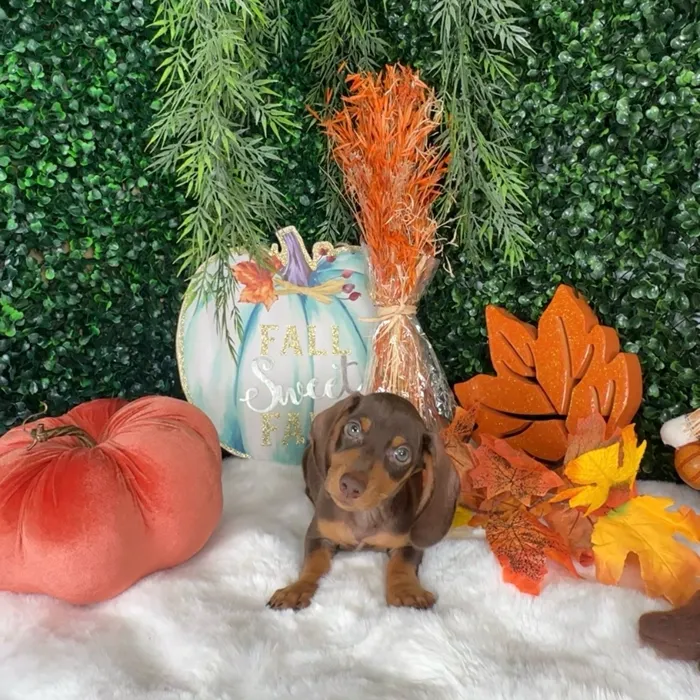 Male Dachshund puppy named Stefan for sale at Puppy Dreams - Denton.