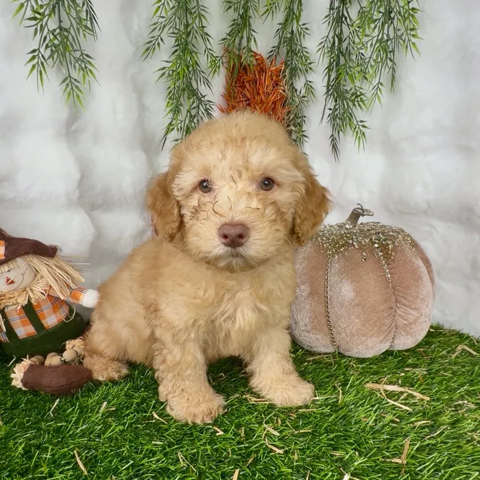 Male Mini Poodle puppy named Max for sale at Puppy Dreams - Denton.