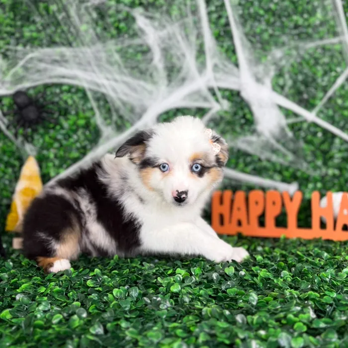 Female Mini Aussie puppy named Pepper for sale at Puppy Dreams - North Richland Hills.