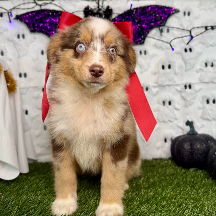 Female Mini Aussie puppy named Pixel for sale at Puppy Dreams - Carrollton.
