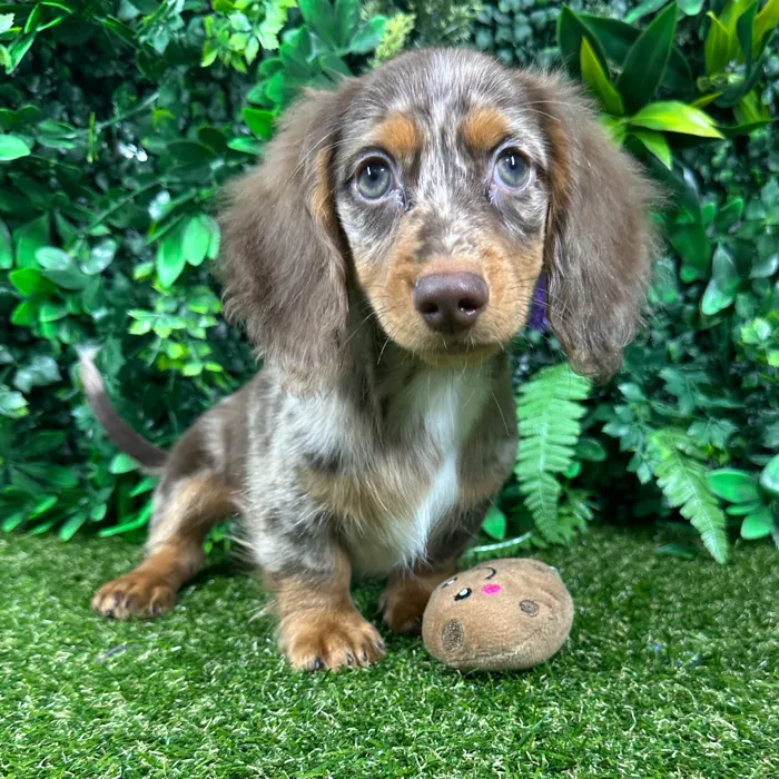 Male Dachshund puppy named Archie for sale at Puppy Dreams - Parks Mall.