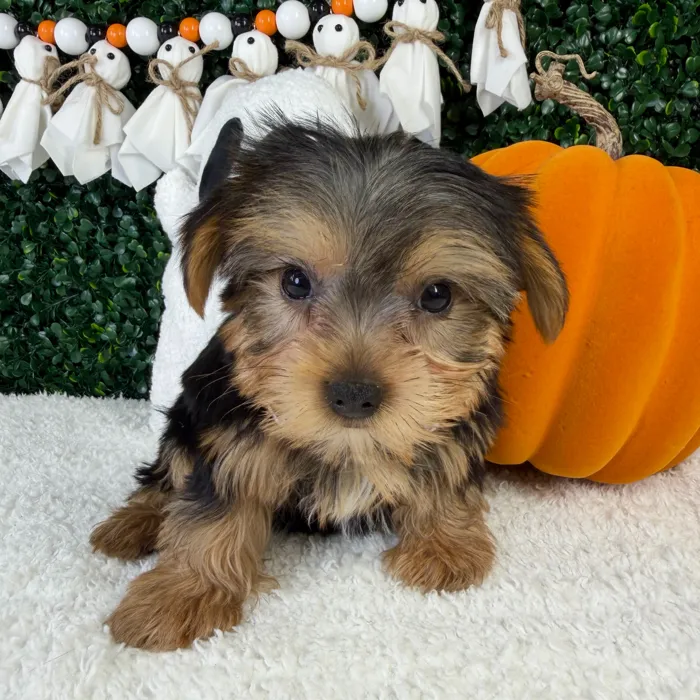 Male Yorkie puppy named Steel for sale at Puppy Dreams - Garland.