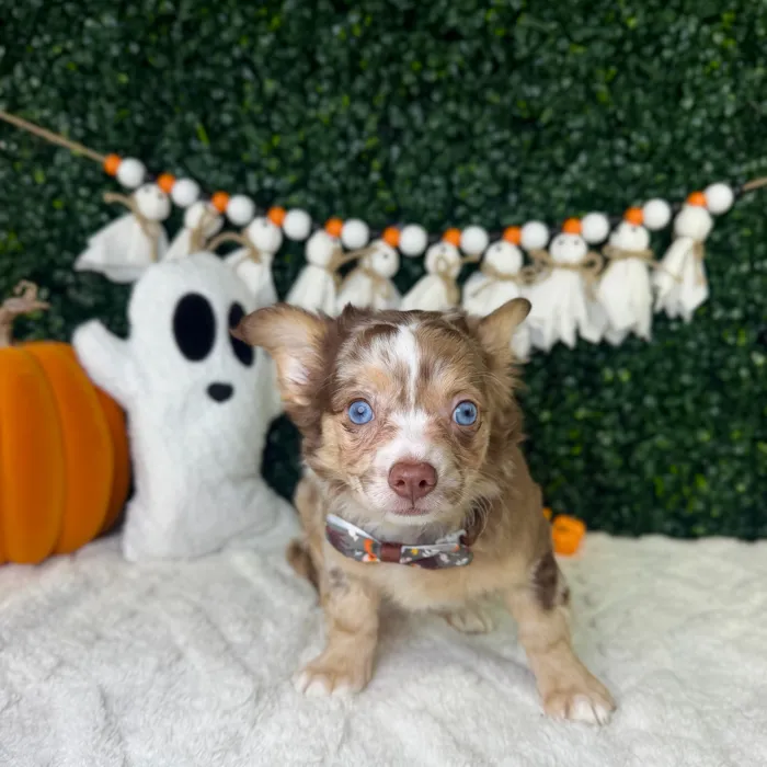 Male Chihuahua puppy named Freckles for sale at Puppy Dreams - Garland.