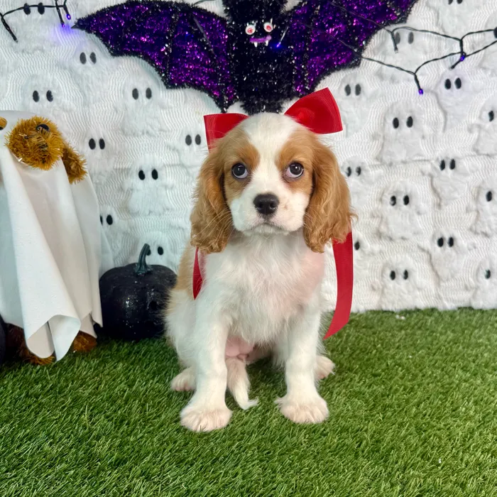 Female Cavalier King Charles Spaniel puppy named Lucy for sale at Puppy Dreams - Carrollton.