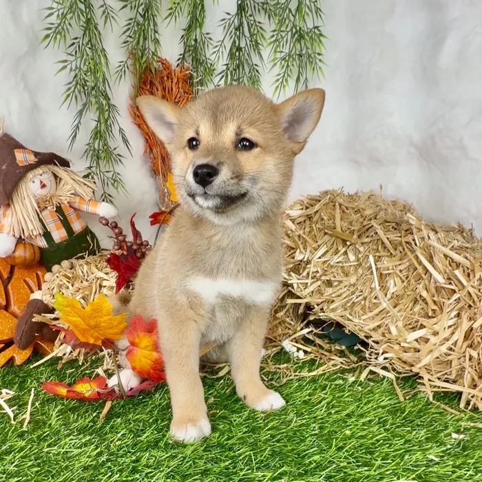 Female Shiba Inu puppy named Kia for sale at Puppy Dreams - Denton.