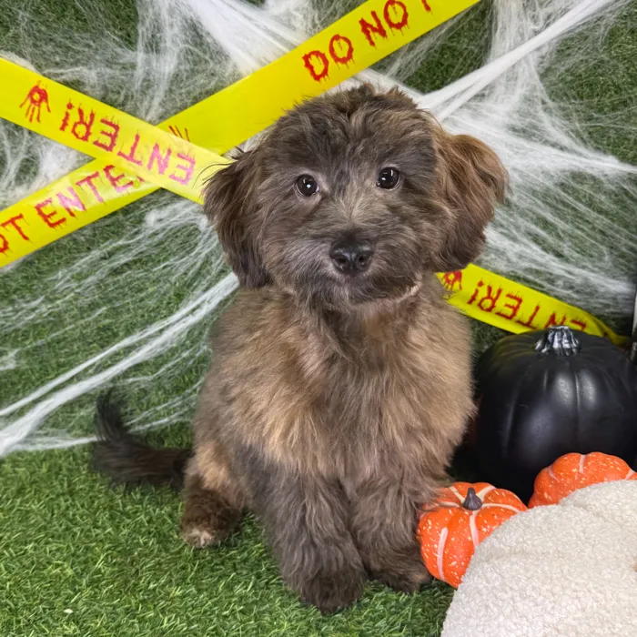 Male Havapoo puppy named Toffee for sale at Puppy Dreams - Arlington.