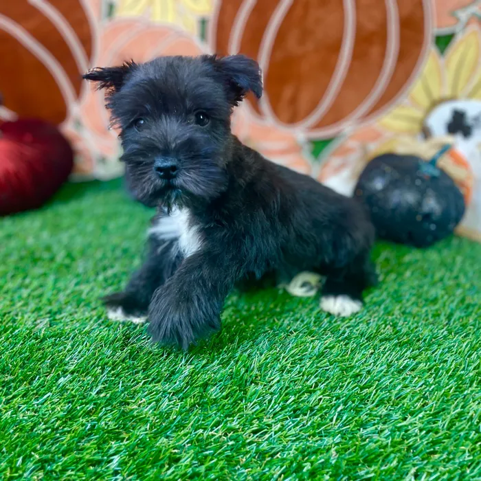 Male Mini Schnauzer puppy named Onyx for sale at Puppy Dreams - Carrollton.