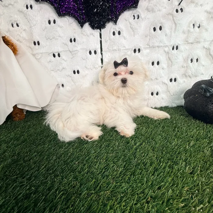 Female Maltese puppy named Casper for sale at Puppy Dreams - Carrollton.