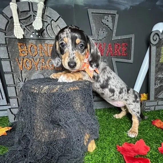 Female Dachshund puppy named *Hayden* for sale at Puppy Dreams - Mansfield.