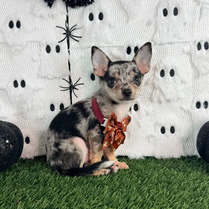 Male Chihuahua puppy named Bandit for sale at Puppy Dreams - Carrollton.