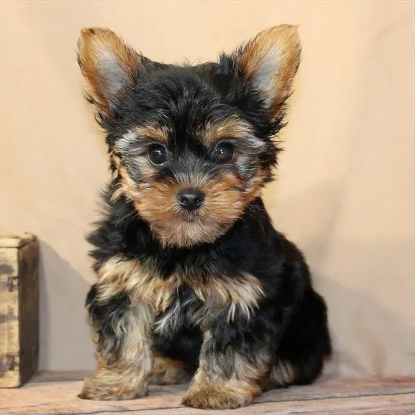 Male Yorkie puppy for sale at Puppy Dreams - Arlington.