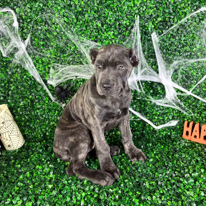 Female Cane Corso puppy named Sasha for sale at Puppy Dreams - North Richland Hills.
