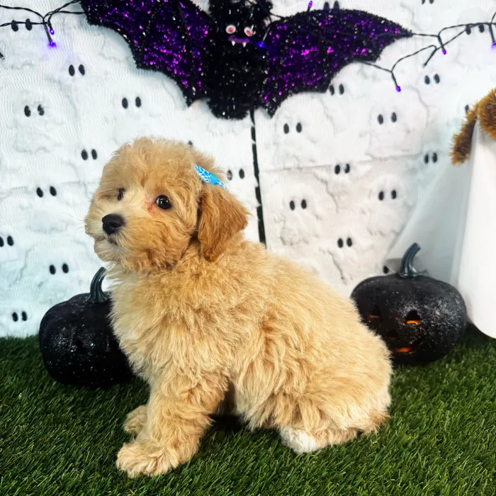 Female Bichon-Poodle puppy named Chanel for sale at Puppy Dreams - Carrollton.