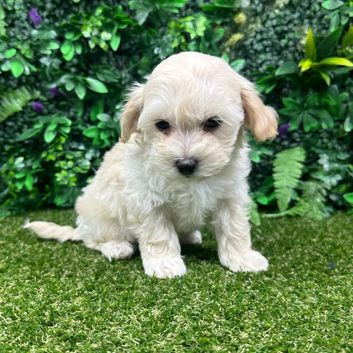 Male Maltipoo puppy named Lucky for sale at Puppy Dreams - Parks Mall.