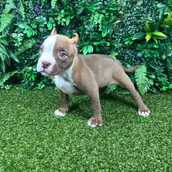 Female American Bully puppy named Maria for sale at Puppy Dreams - Parks Mall.