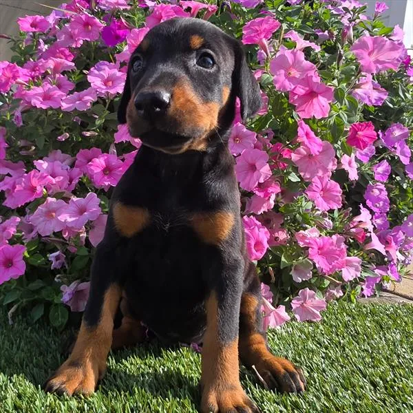 Male Doberman Pinscher puppy named Atlas for sale at Puppy Dreams - Garland.